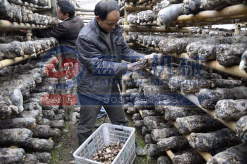 香菇烘干技術解決方案